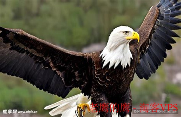 老鹰的鹰 - 天空中的无敌飞行王者