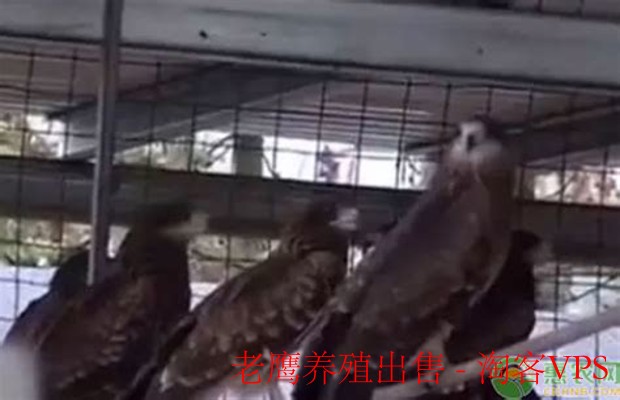 老鹰养殖出售全流程解析 - 合法经营与市场前景