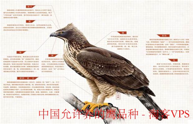中国允许养的鹰品种大全 - 合法养鹰指南与注意事项