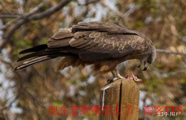 现在老鹰哪里去了 - 探秘它们的现状与保护之路