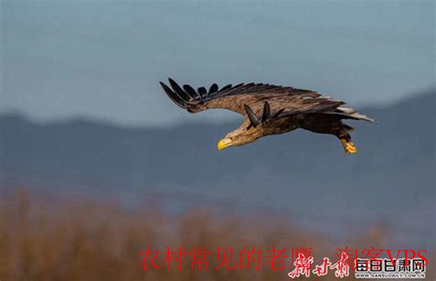农村常见的老鹰有哪些-天空守护者全解析