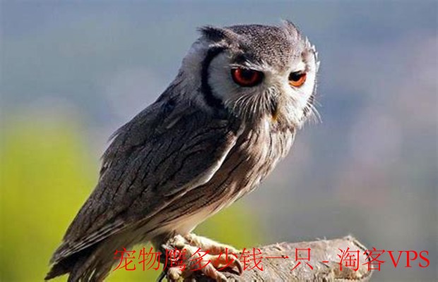 宠物鹰价格详解 - 购买与养护全攻略