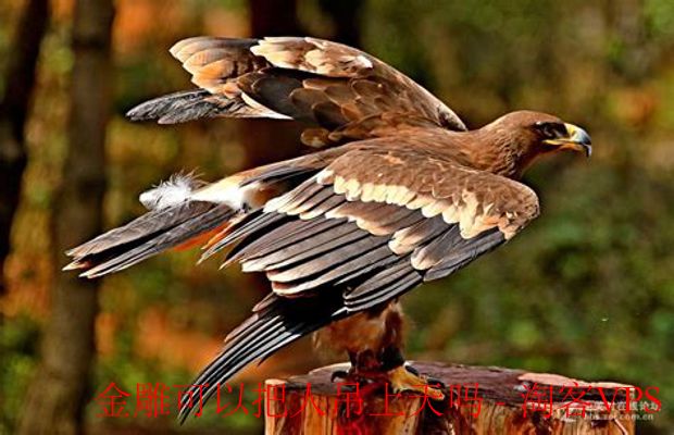 金雕力量揭秘 - 真能把人吊上天吗？