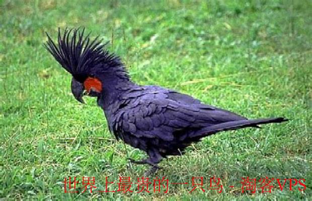 世界上最贵的鸟揭秘 - 极乐鹦鹉的珍稀与价值