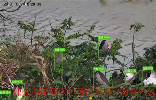 什么鸟不受保护可以捕捉 - 常见鸟类及法律解读