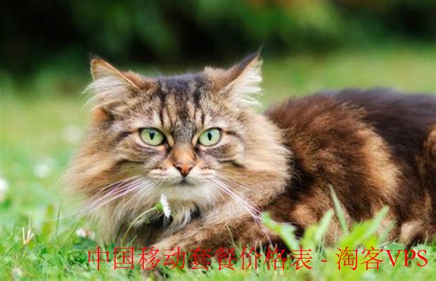 中国移动套餐价格表全解-选购指南